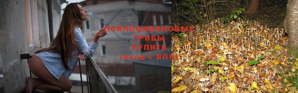 сатива Арсеньев